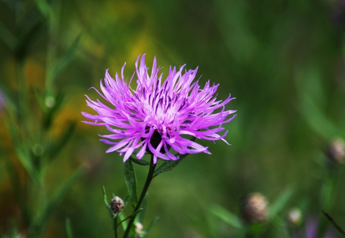 Василёк луговой растение