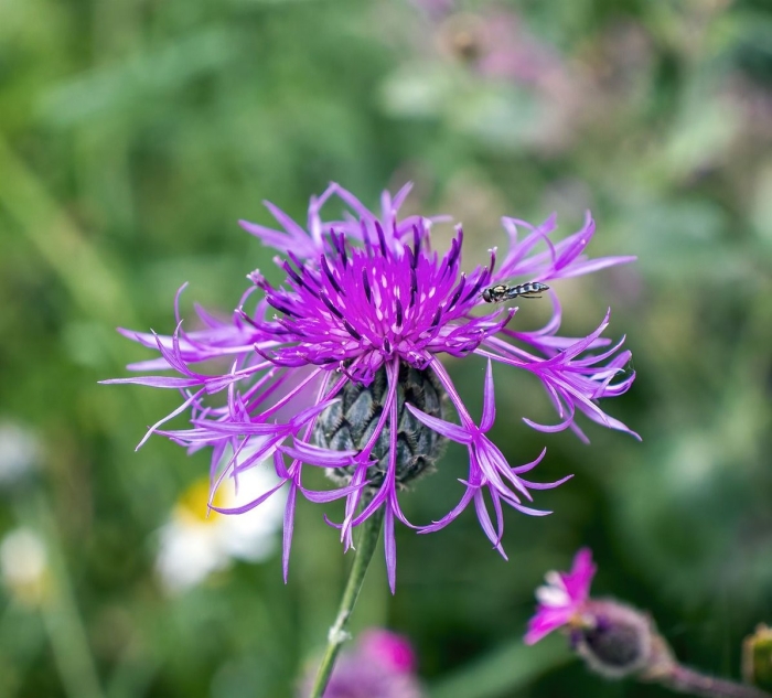 Василек сиреневый луговой