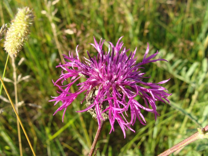 Василек 'pulchra major'