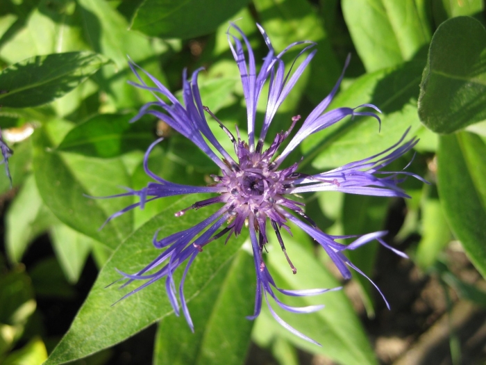 Centaurea cyanus