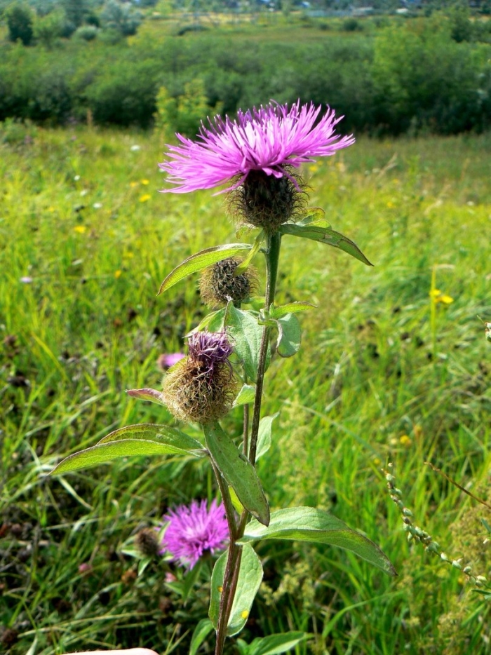 Centaurea pseudophrygia