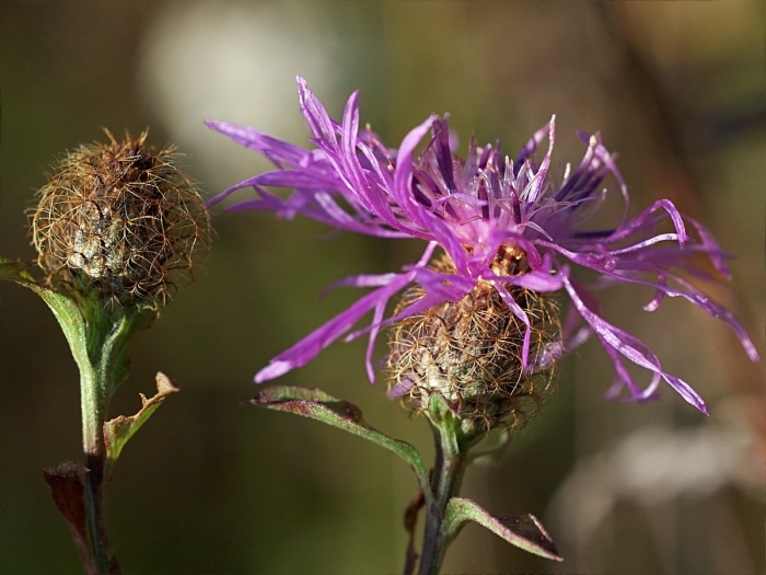 Василёк луговой centaurea jacea