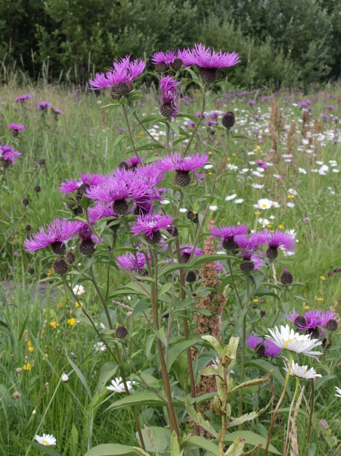 Centaurea phrygia