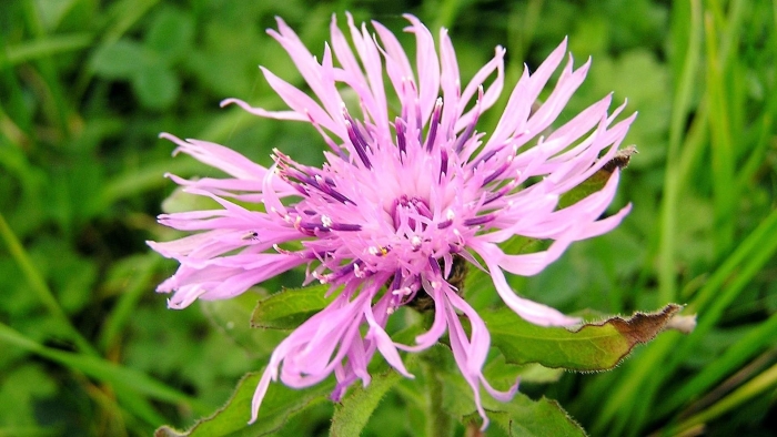 Растения луга василек луговой