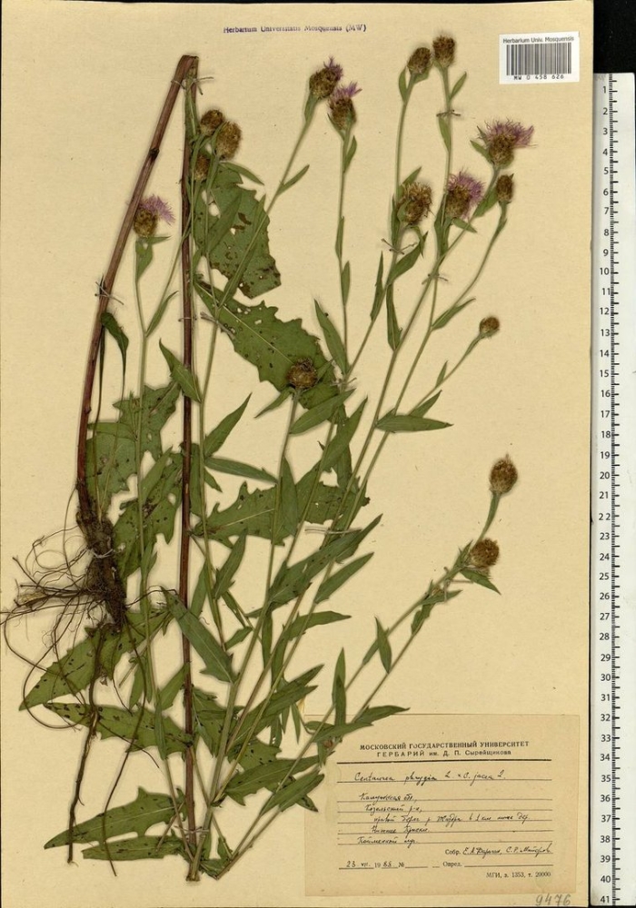 Centauréajácea – василёк луговой