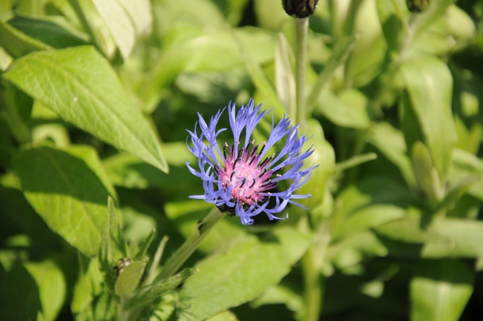 Василек ложнофригийский