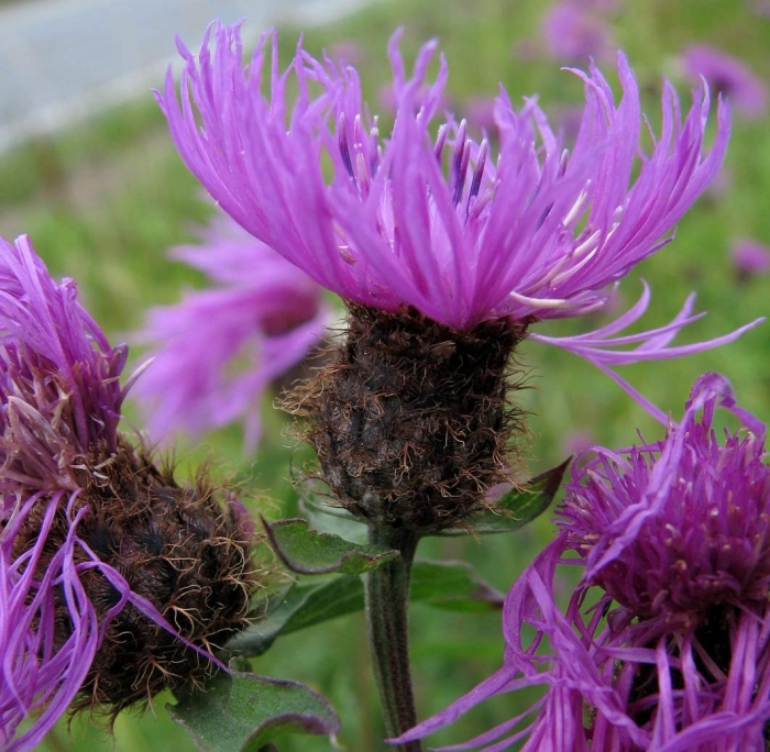 Василек фригийский