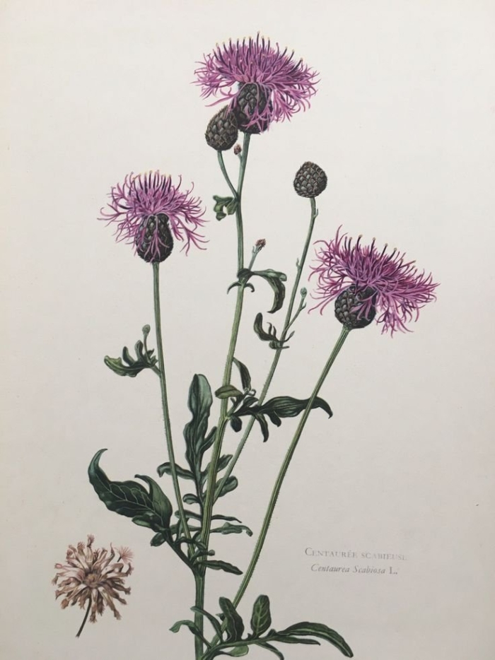 Репей чертополох бодяк