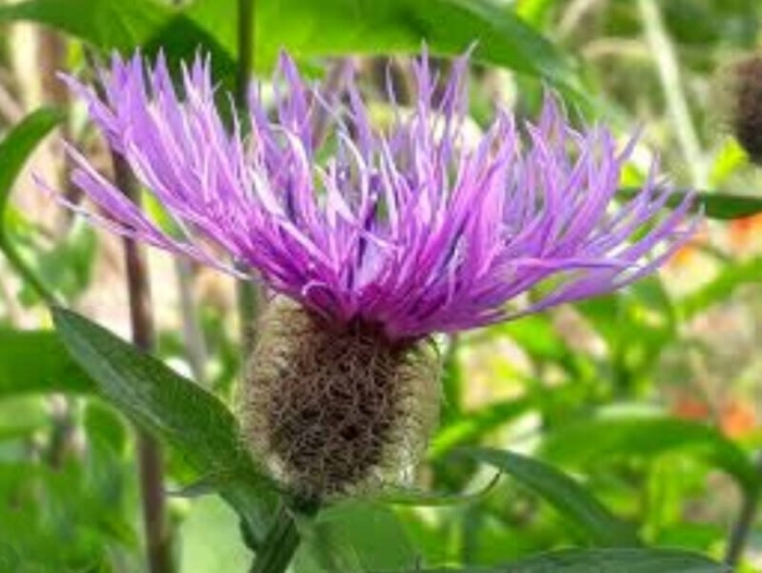Василек фригийский centaurea phrygia l.
