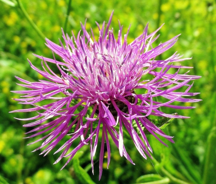 Медонос василек шероховатый