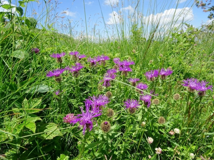 Василек медонос