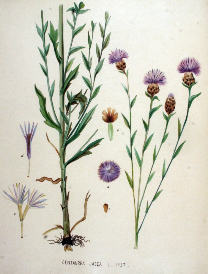 Centaurea melitensis
