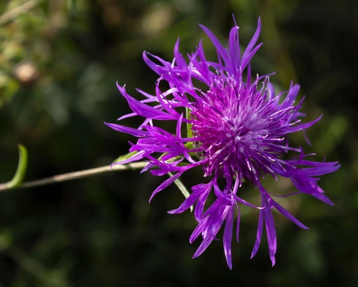 Василёк чертополох цветок