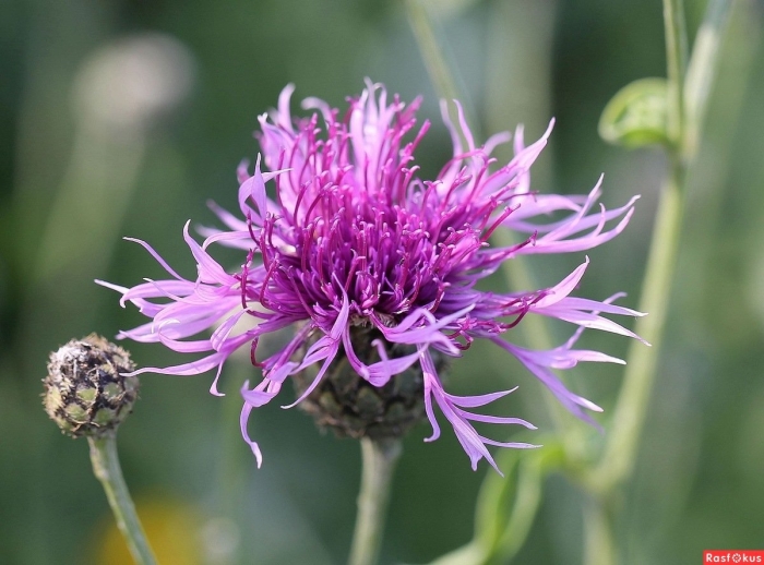 Цветок чертополох