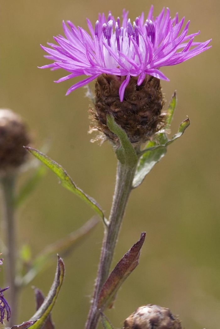 Бодяк обыкновенный