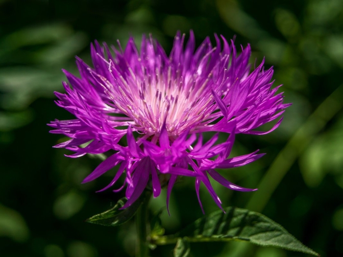 Centaurea dealbata
