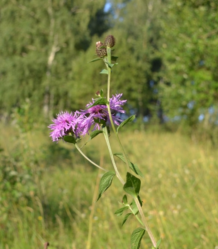 Centaurea atropurpurea