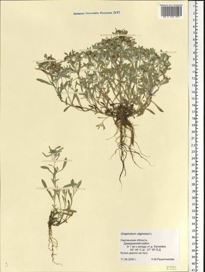 Сушеница топяная гербарий