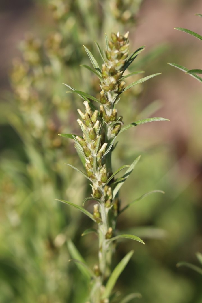 Gnaphalium sylvaticum