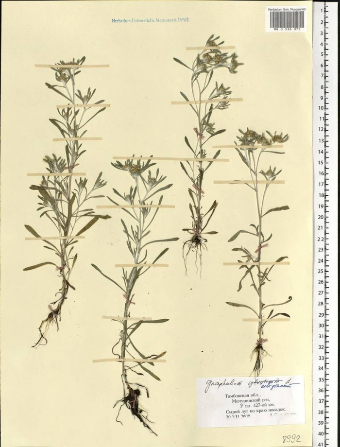 Сушеница болотная