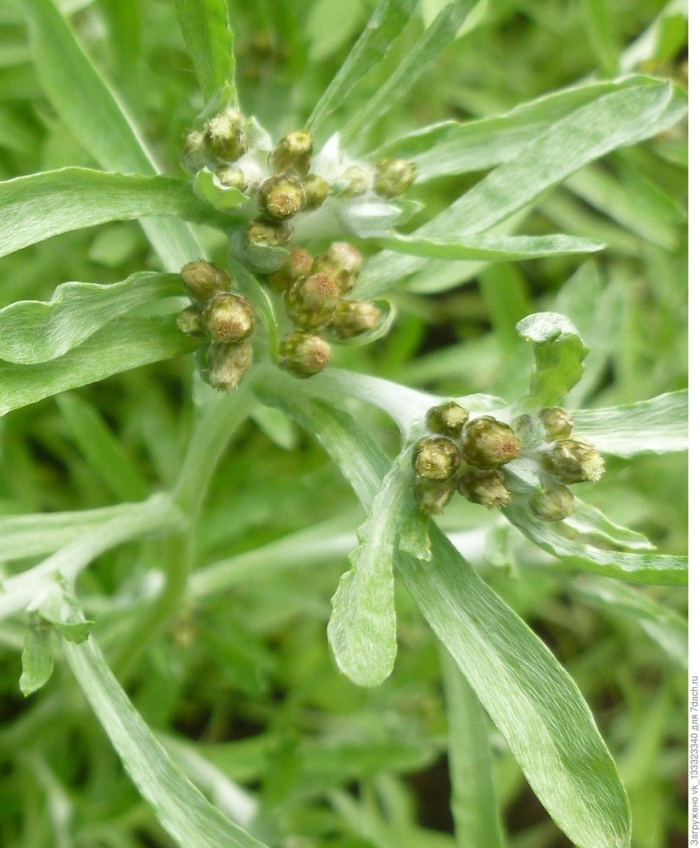 Gnaphalium uliginosum