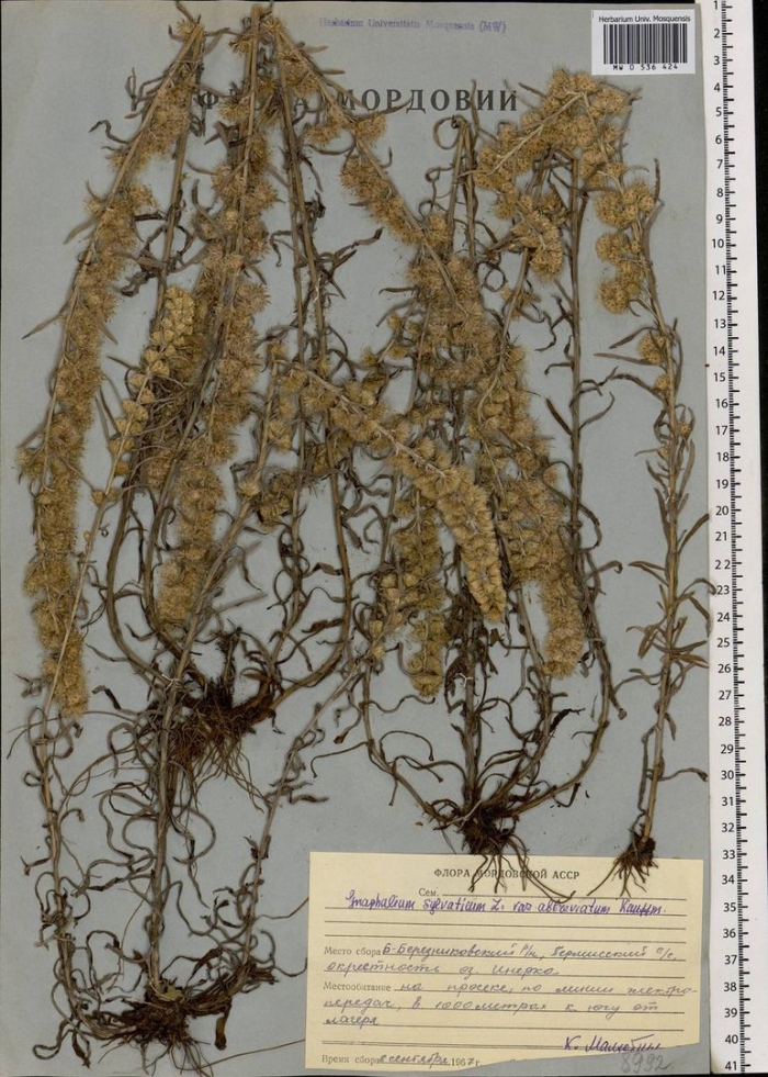 Полынь баргузинская — artemisia bargusinensis