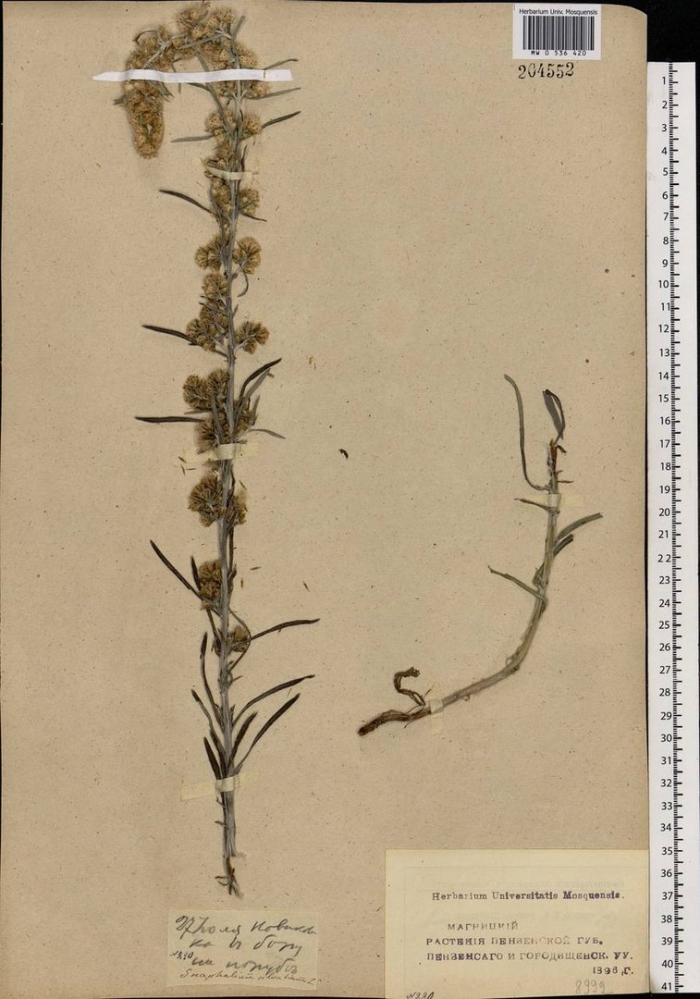 Зубчатка обыкновенная (odontites serotina)