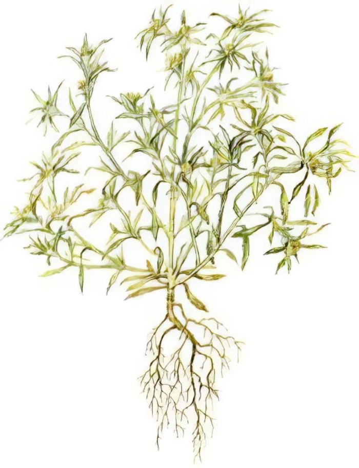 Сушеница болотная