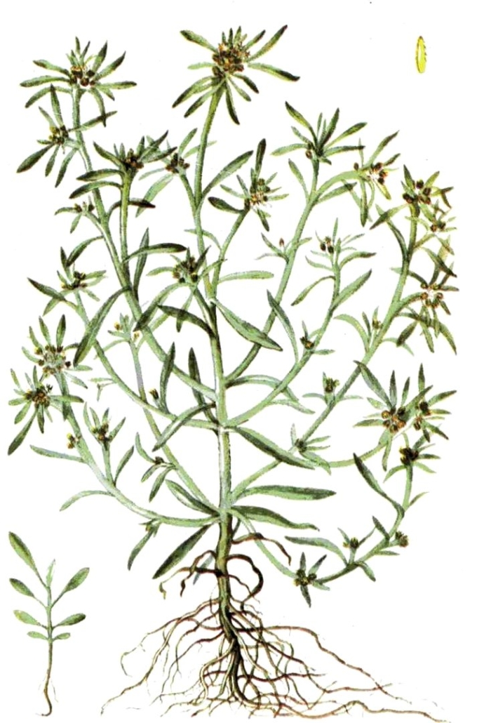 Gnaphalium uliginosum сушеница топяная