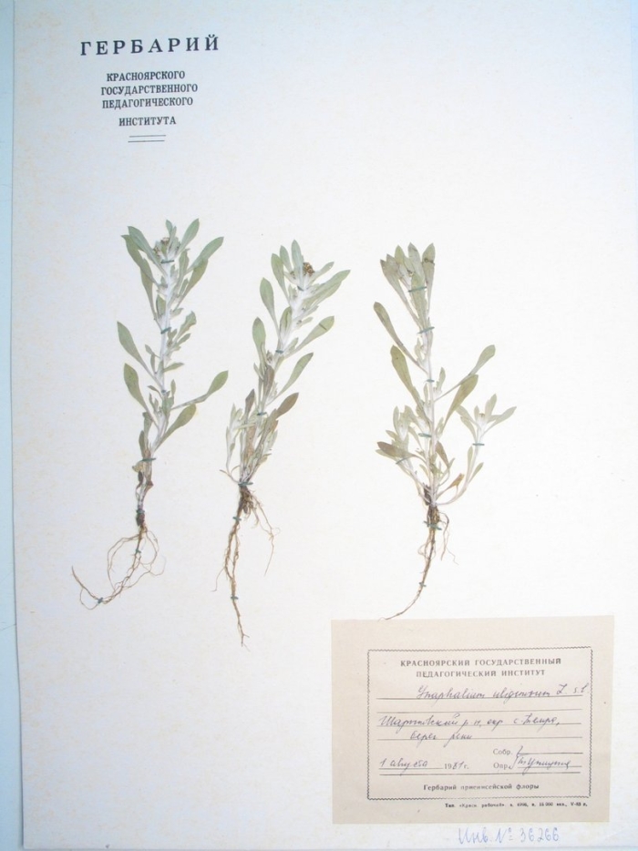 Горец птичий гербарий спорыш
