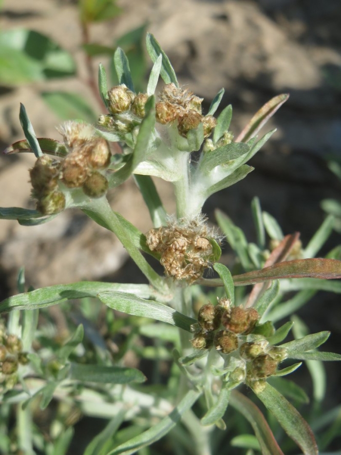 Gnaphalium uliginosum