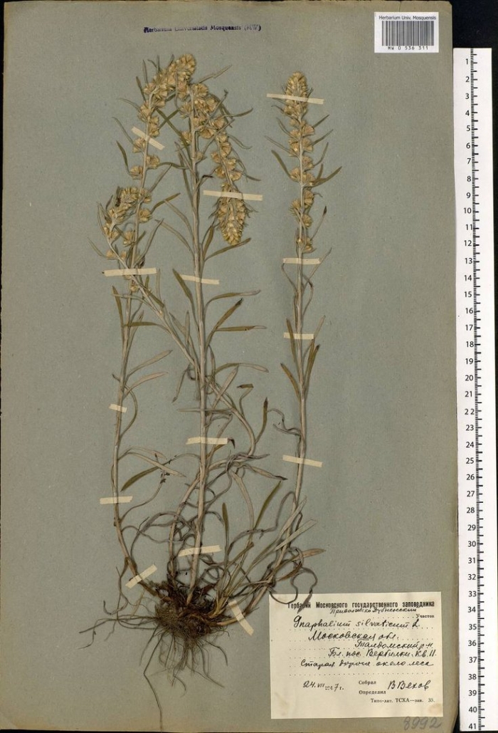 Сушеница топяная