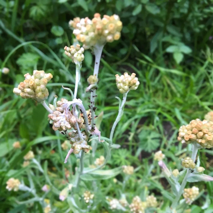 Pseudognaphalium luteoalbum