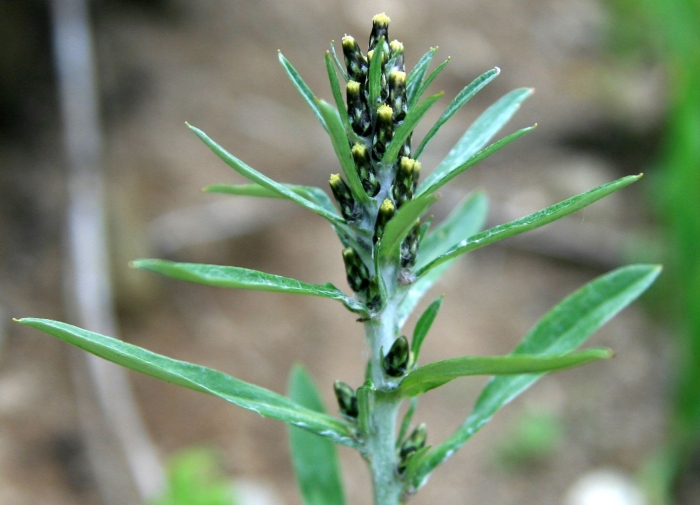 Сушеница топяная