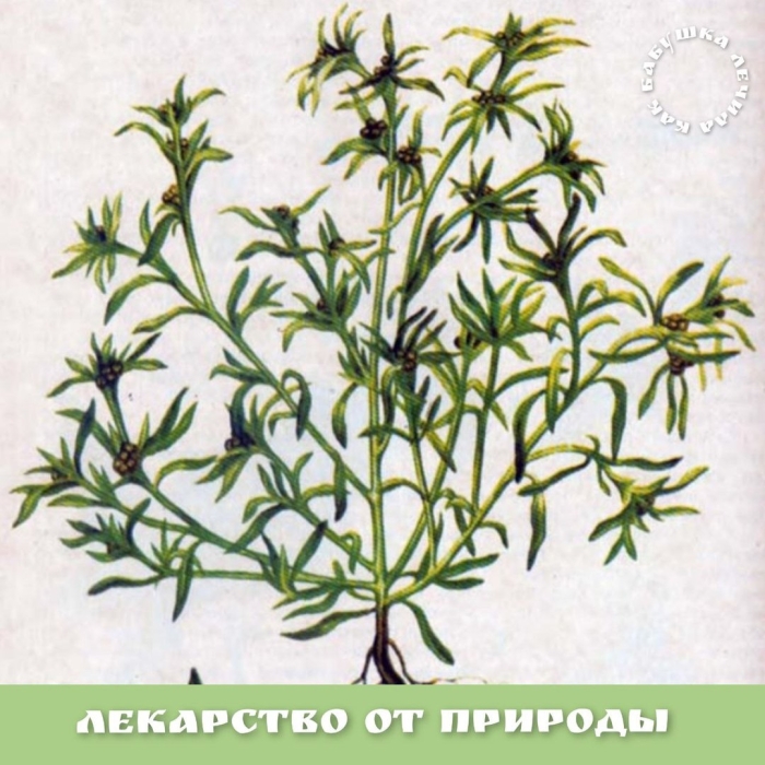 Сушеница топяная