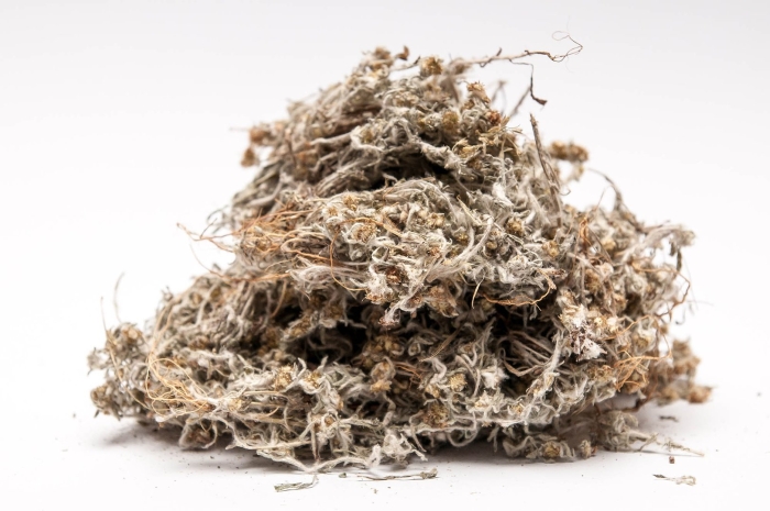 Сушеница топяная (болотная)