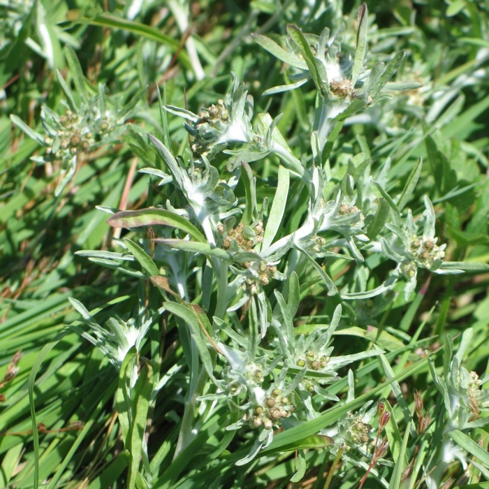 Сушеница топяная