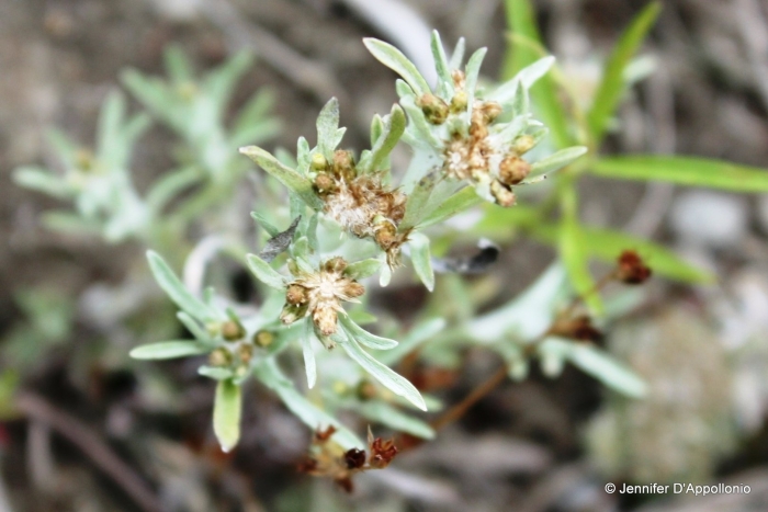 Сушеница топяная