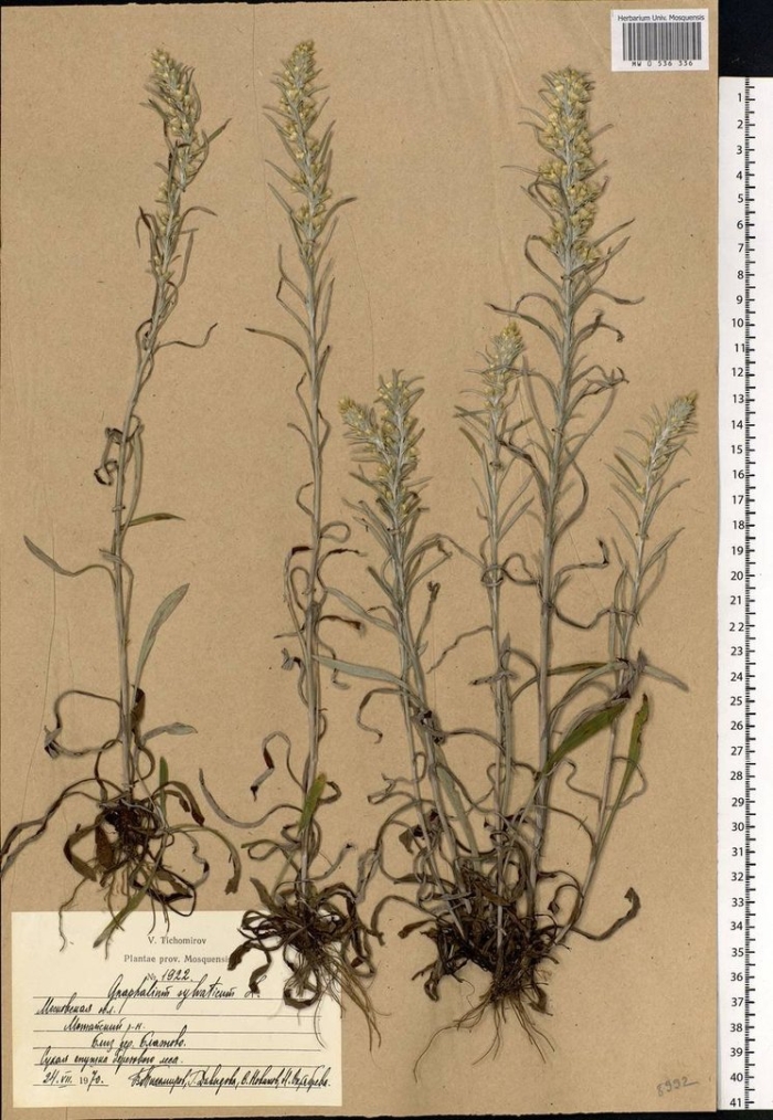 Липучка растопыренная (lappula squarrosa)