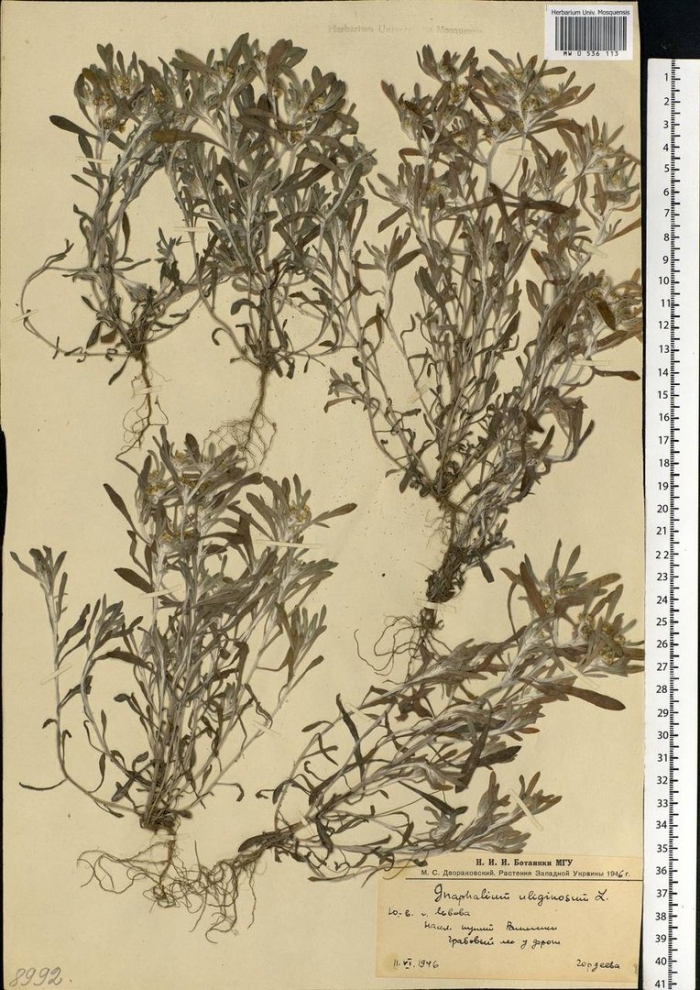 Сушеница топяная