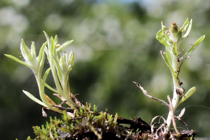 Сушеница топяная