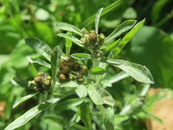 Сушеница топяная