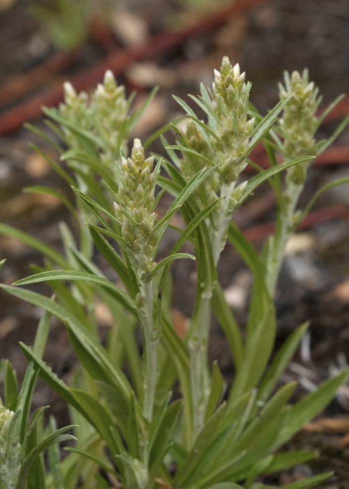 Plantago ovata (подорожник яйцевидный)