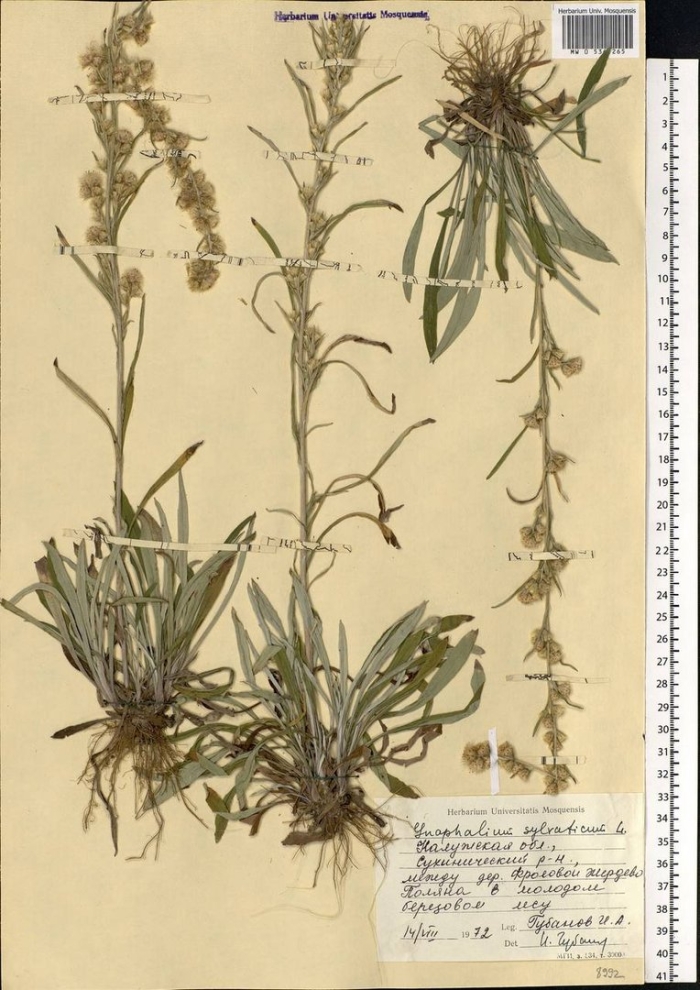 Сушеница болотная