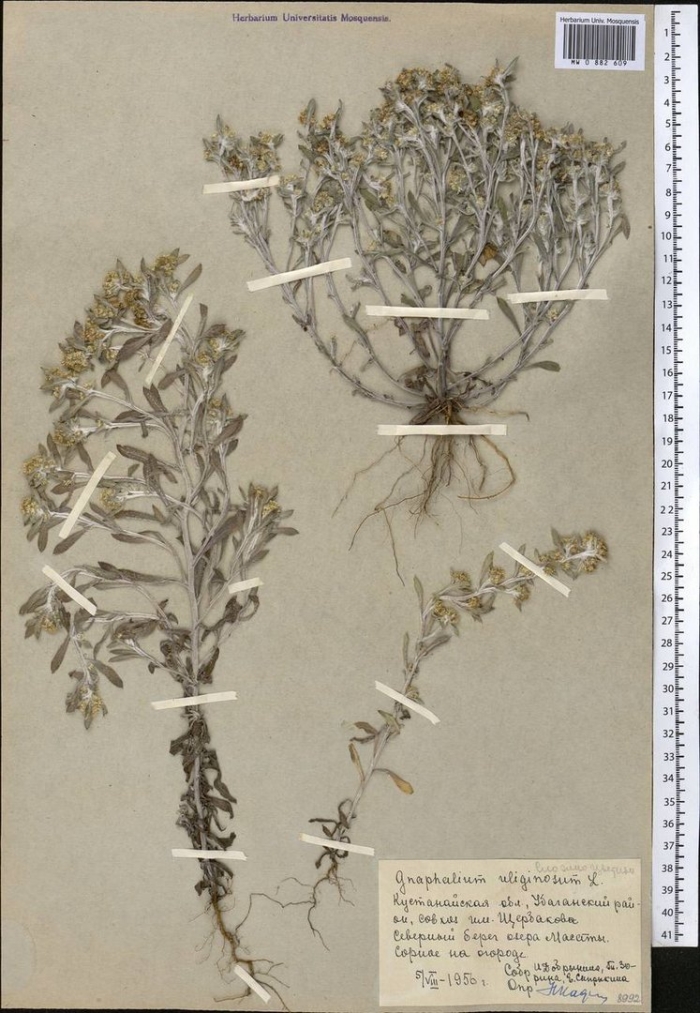 Сушеница болотная гербарий