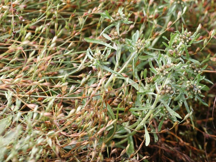 Сушеница топяная