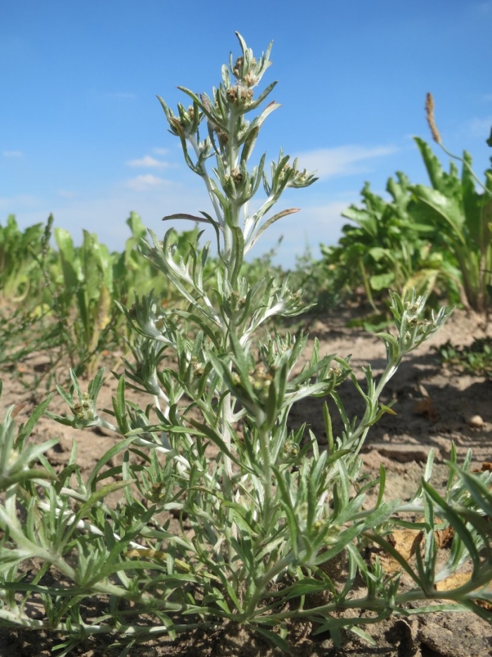 Полынь горькая artemisia absinthium