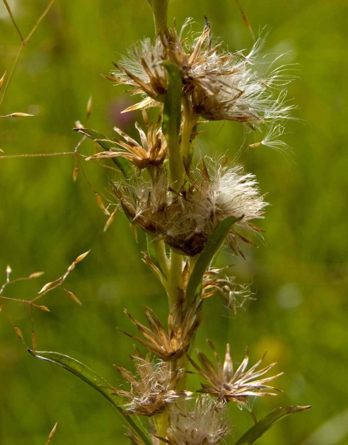 Cirsium setosum