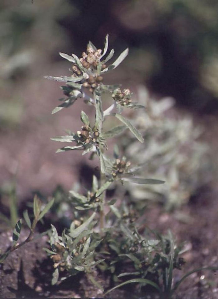 Gnaphalium uliginosum