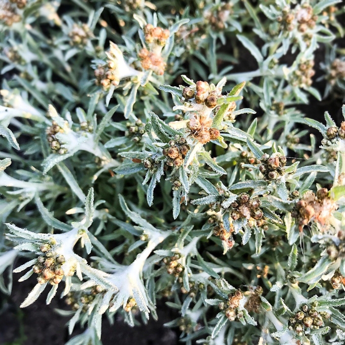 Сушеница топяная